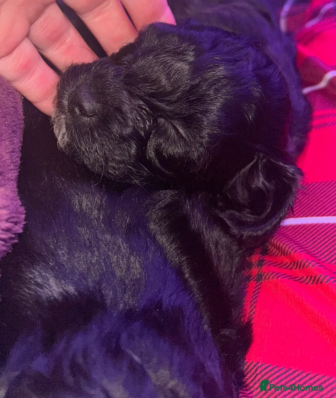 Shihpoo dogs for sale: ✨ REDUCED PRICE. Last Shihpoo Puppy Left  ✨ - Advert 6