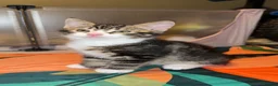 Mixed Breed cats for sale: 9 wk kittens in Sheffield - Advert 2