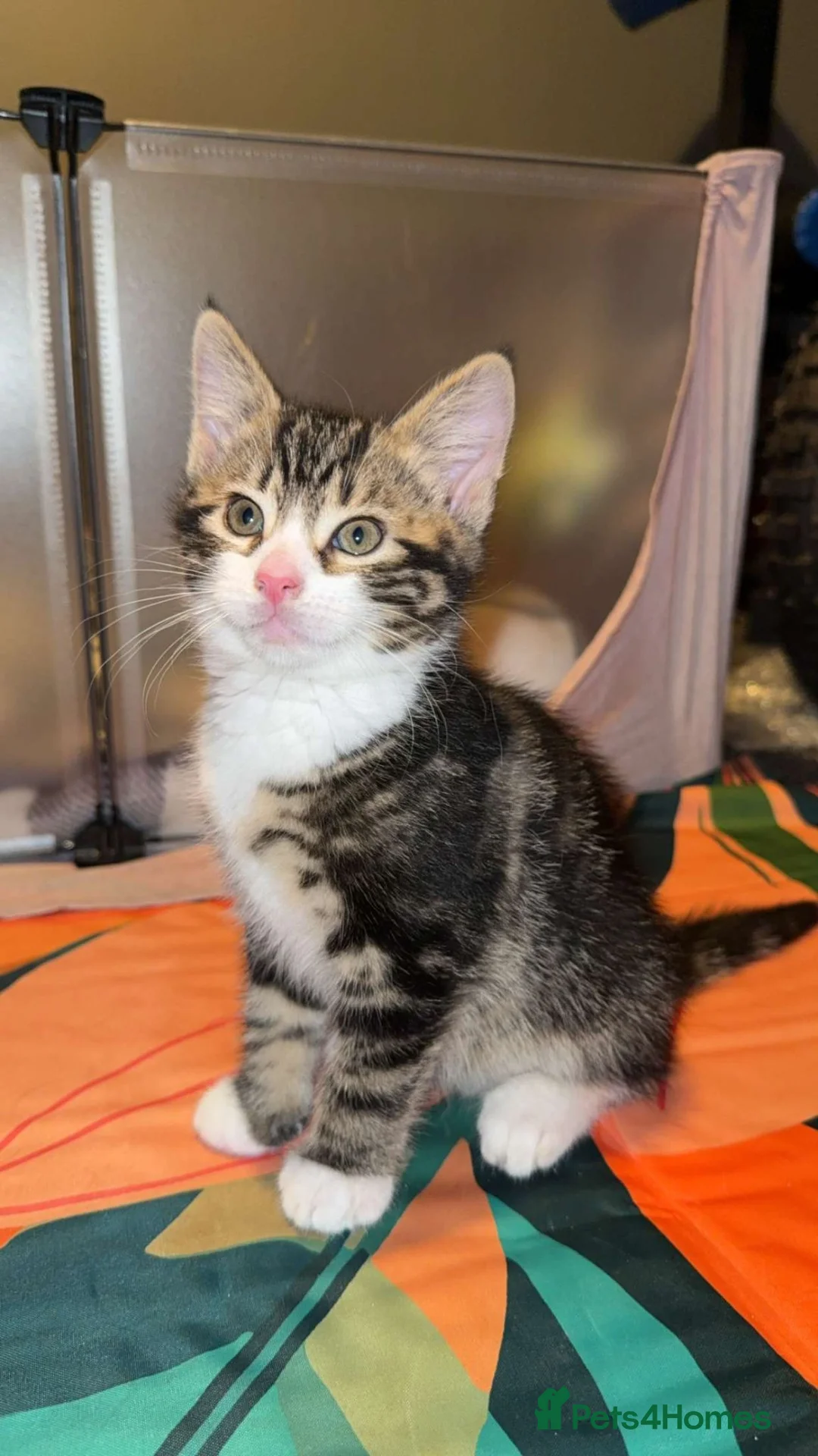 Mixed Breed cats for sale: 9 wk kittens in Sheffield - Advert 2