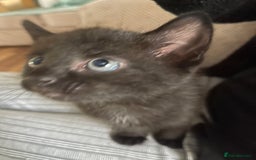 Mixed Breed cats for sale: 3 kittens left   - Advert 5