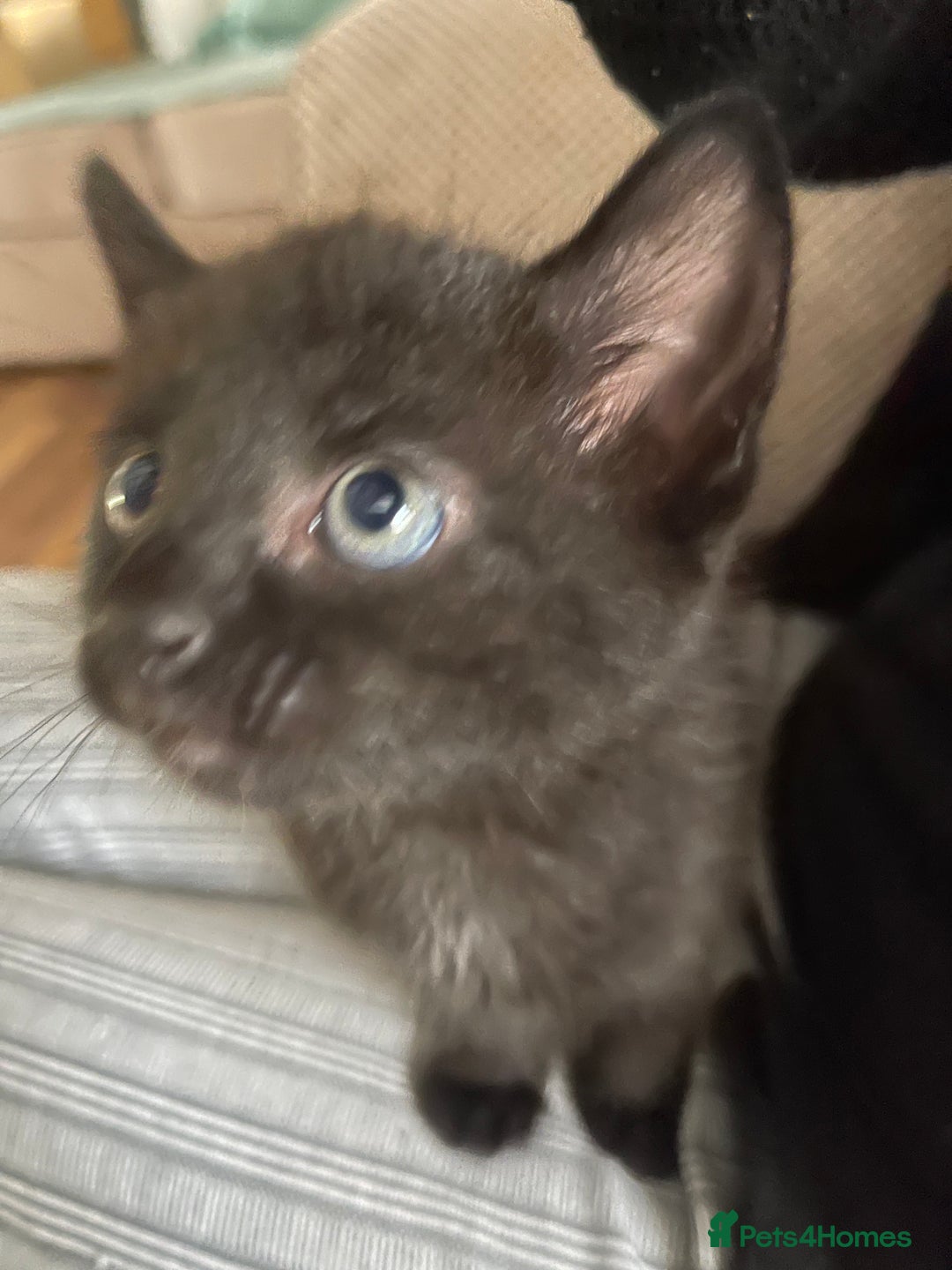 Mixed Breed cats for sale: 3 kittens left   - Advert 5