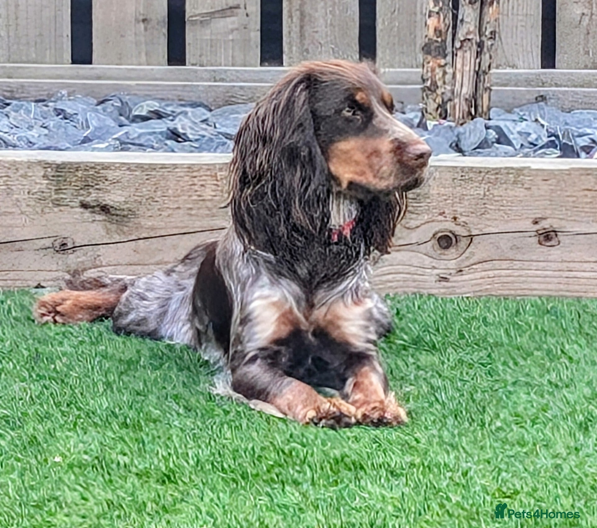 Cocker Spaniel dogs Beautiful litter of 8 working cocker spaniels.   - Advert 12