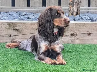 Cocker Spaniel dogs Beautiful litter of 8 working cocker spaniels. - Advert 12