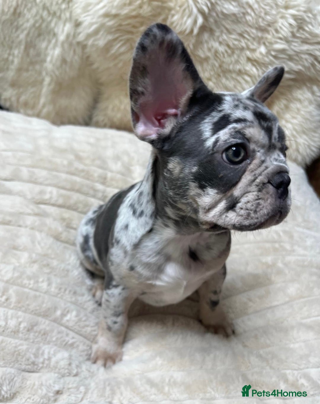 French Bulldog dogs for sale: x1 GIRL LEFT! RARE PURE BLUE MERLE TAN PUPPIES  - Advert 5