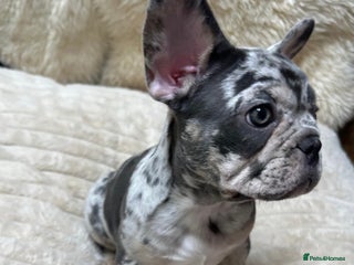 French Bulldog dogs x1 GIRL LEFT! RARE PURE BLUE MERLE TAN PUPPIES - Advert 17