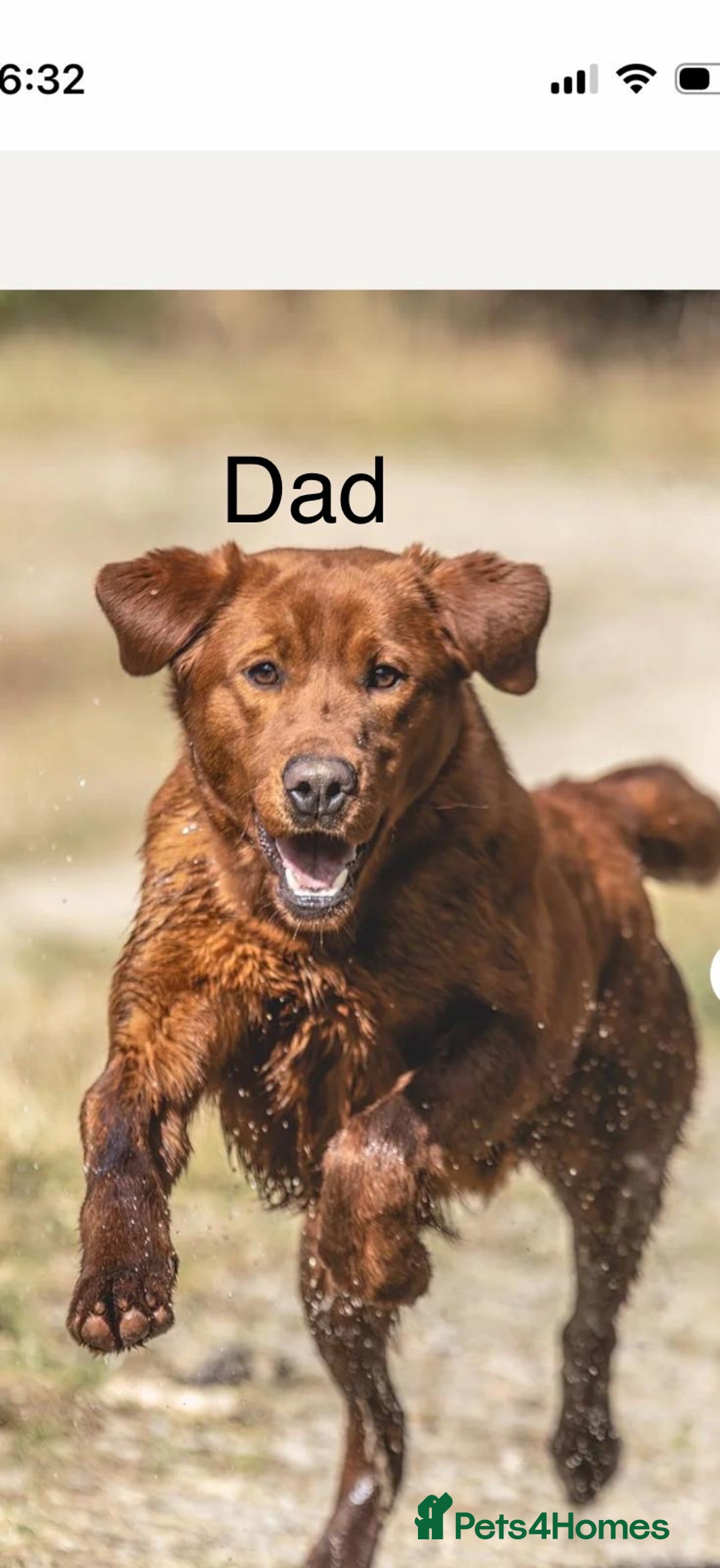 Labrador Retriever dogs for sale: Just a beautiful litter - Advert 5