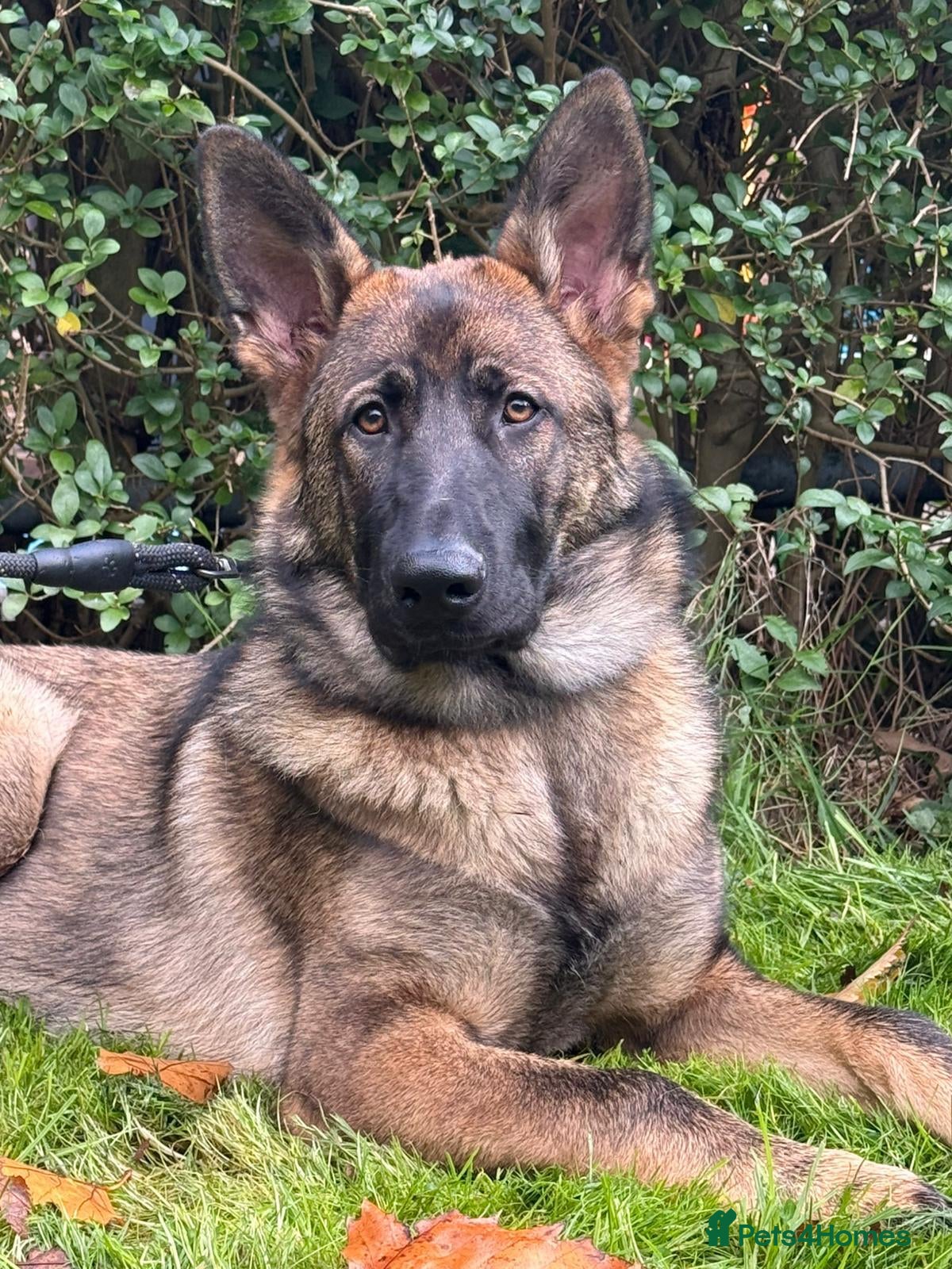 German Shepherd dogs Beautiful big German shepherd looking for a home - Advert 5