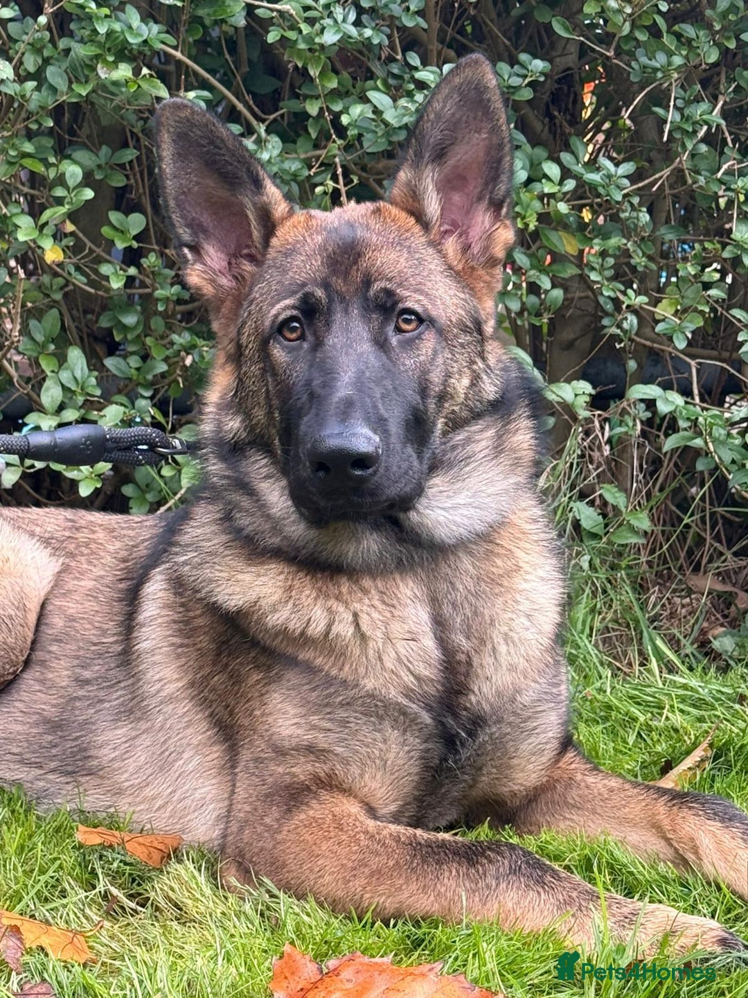 German Shepherd dogs for sale: Beautiful big German shepherd looking for a home - Advert 1