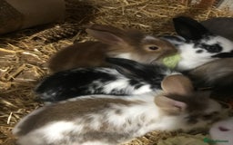 Mixed Breed rabbits for sale: Baby rabbits mixed breed  - Image 10