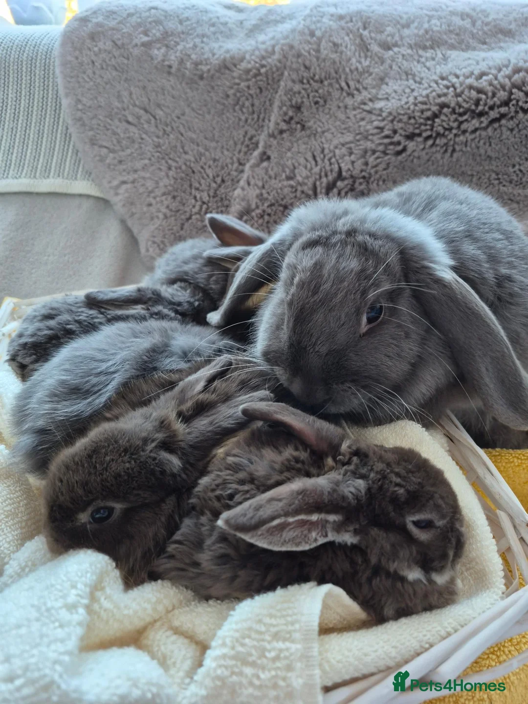 Mini Lop rabbits for sale:  Mini Lop  Only 1 boy  are left. - Advert 1