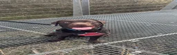 Labrador Retriever dogs for stud: KC Registered Chocolate Labrador Retriever  in Renfrew - Advert 5