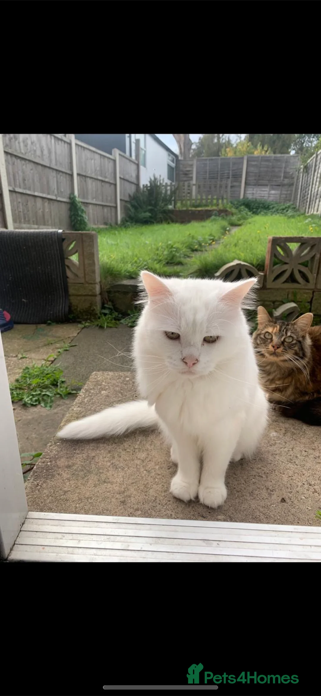 Turkish Angora cats for sale: Male purebred Turkish angora  - Advert 5