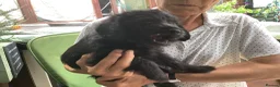 Labradoodle dogs for sale: Toy Labradoodle  - Advert 8