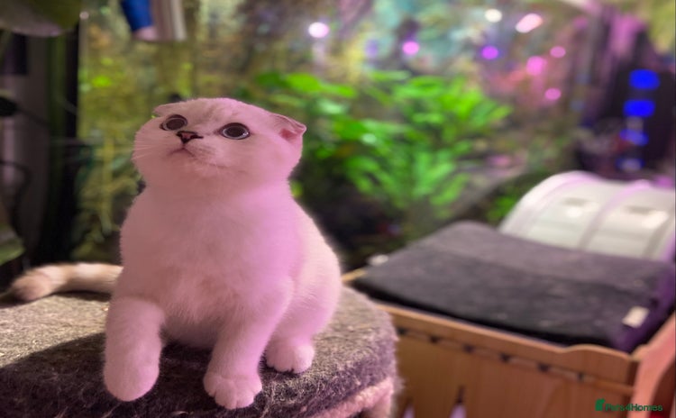Munchkin cats - Advert 1