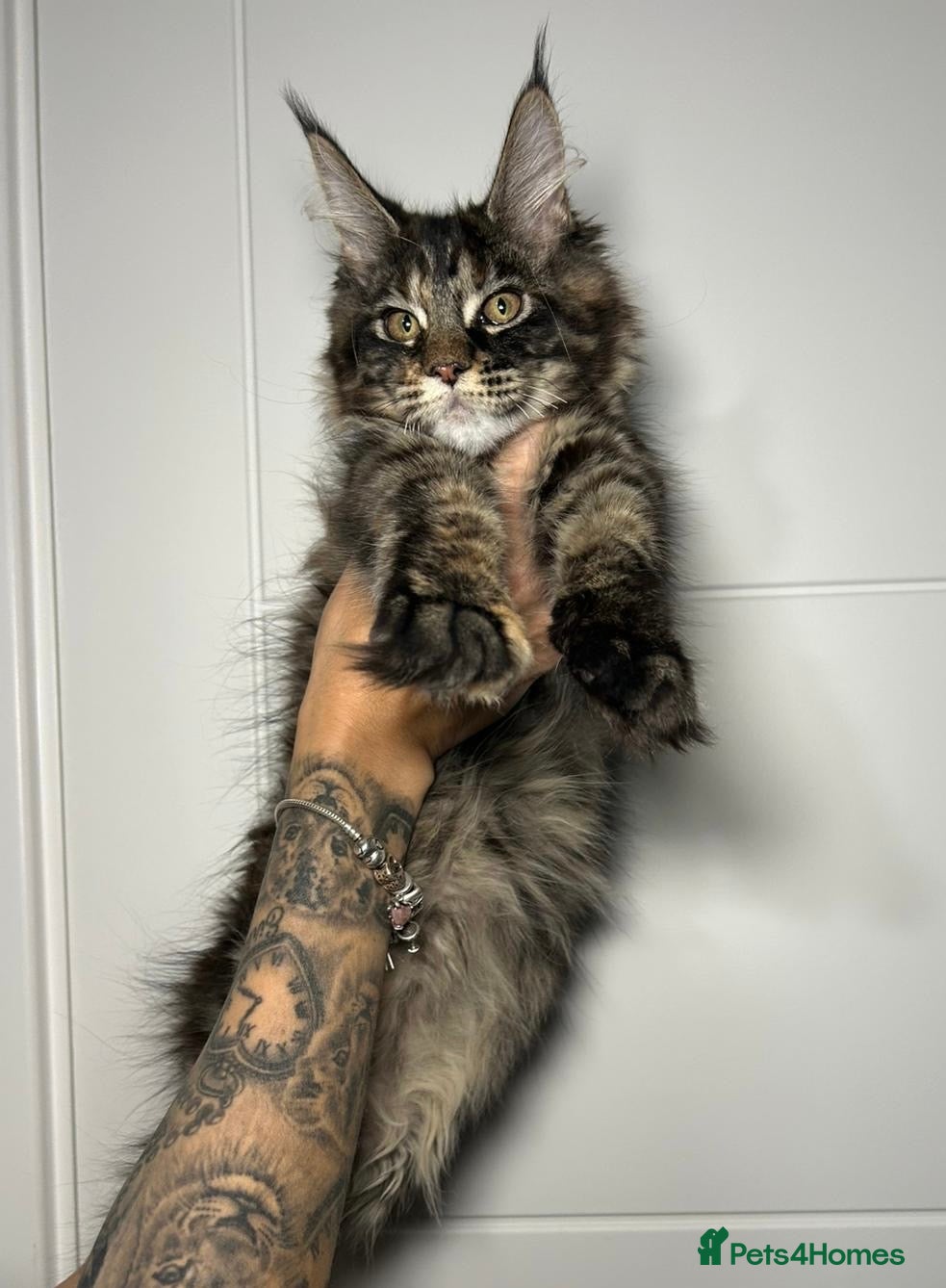 Maine Coon cats Champion line kittens , 2 girls left☺️ - Advert 4