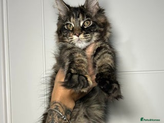 Maine Coon cats Champion line kittens , 2 girls left☺️ - Advert 4
