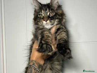Maine Coon cats Champion line kittens , 2 girls left☺️ - Advert 11