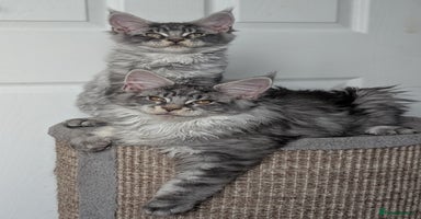 Maine Coon cats - Advert 9