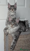 Maine Coon cats - Advert 4