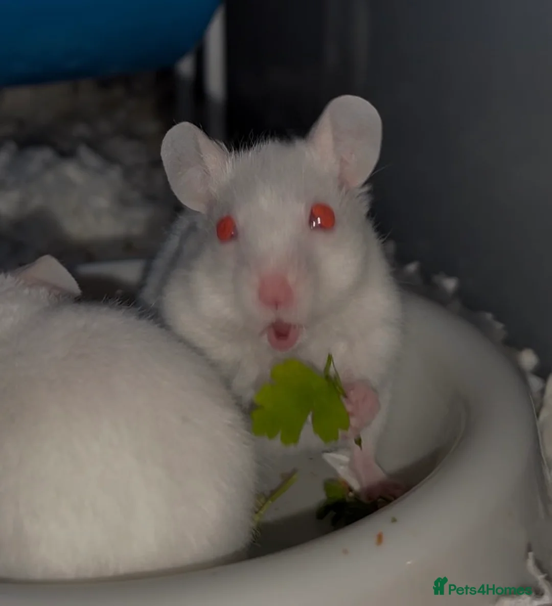 Hamster rodents for sale: Syrian baby hamsters for sale in Bungay - Advert 6