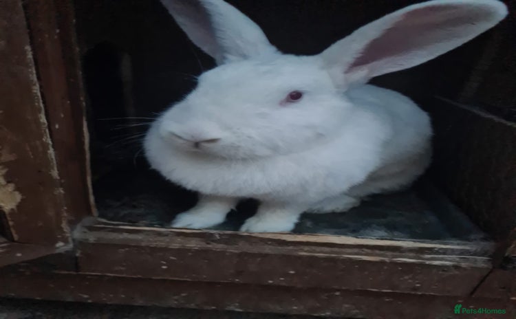 New Zealand rabbits - Advert 1