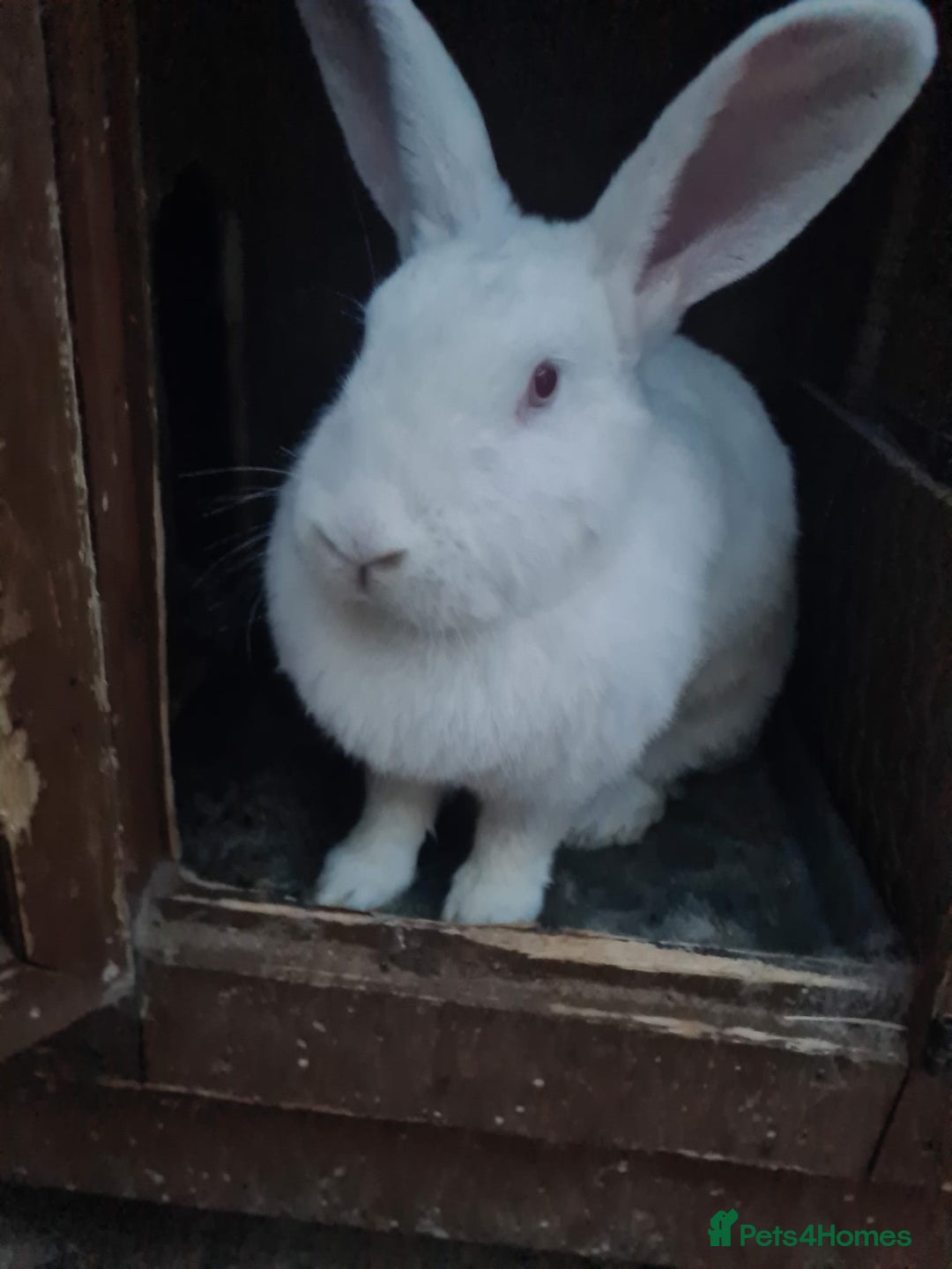 New Zealand rabbits for sale: Adult Female & 2 young females 1 young male  - Image 1