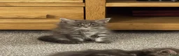 Mixed Breed cats for sale: Beautiful Maine coon cross kittens  - Advert 5