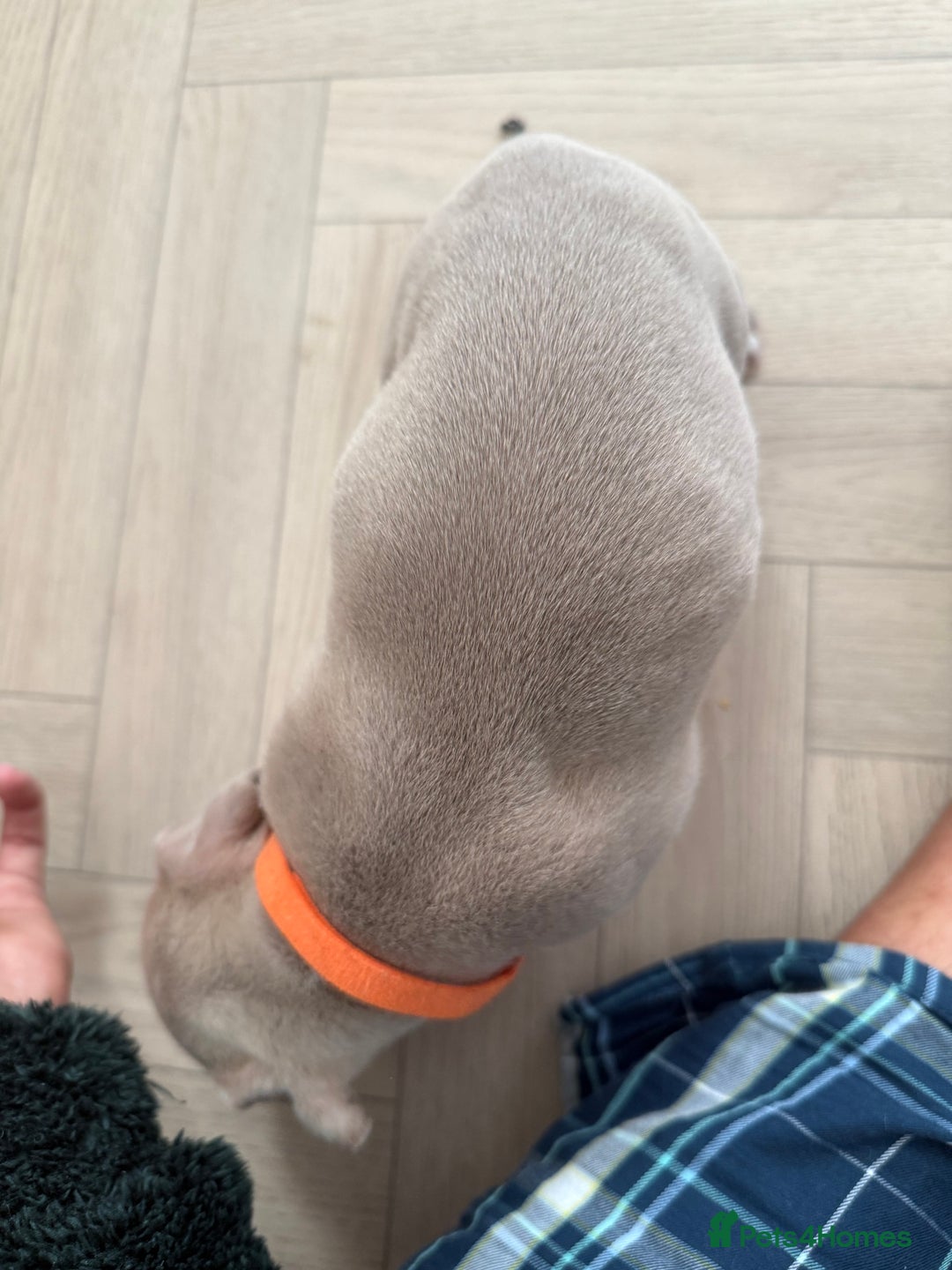 American Bully dogs for sale: 8 gorgeous American Bully pups 🐶 - Advert 21