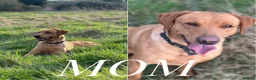 Goldador dogs for sale: *Gorgeous Goldador puppies* in Rotherham - Advert 13
