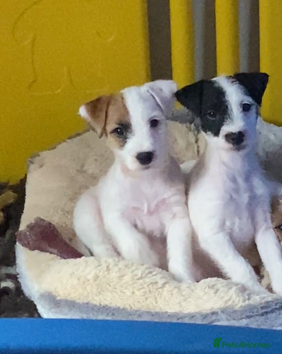 Parson Russell dogs Kc Champion Bred Parson Pups Crufts winning lines  - Advert 2