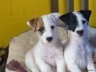 Parson Russell dogs Kc Champion Bred Parson Pups Crufts winning lines - Advert 2