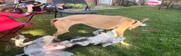 Lurcher dogs for sale: Indie & Murphy’s Love Story – The Next Chapter 🐾 - Advert 3