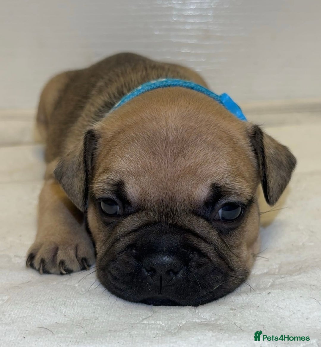 French Bulldog dogs for sale: French bulldog puppies - Advert 3