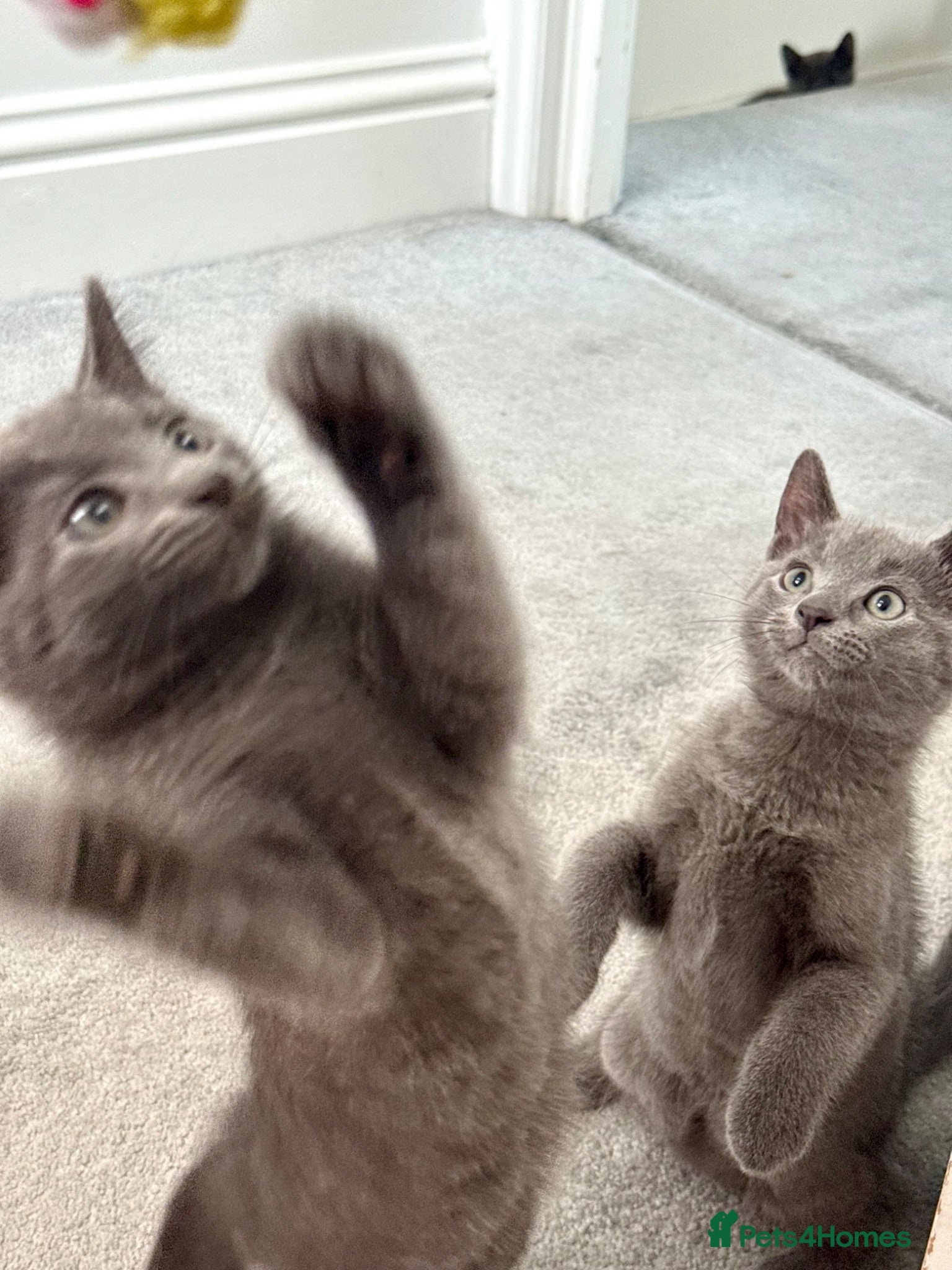 Russian Blue cats Russian blue kittens  - Advert 4