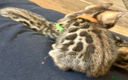 Bengal cats for sale: 6 Gorgeous Bengals kittens ready for reservation  - Image 6