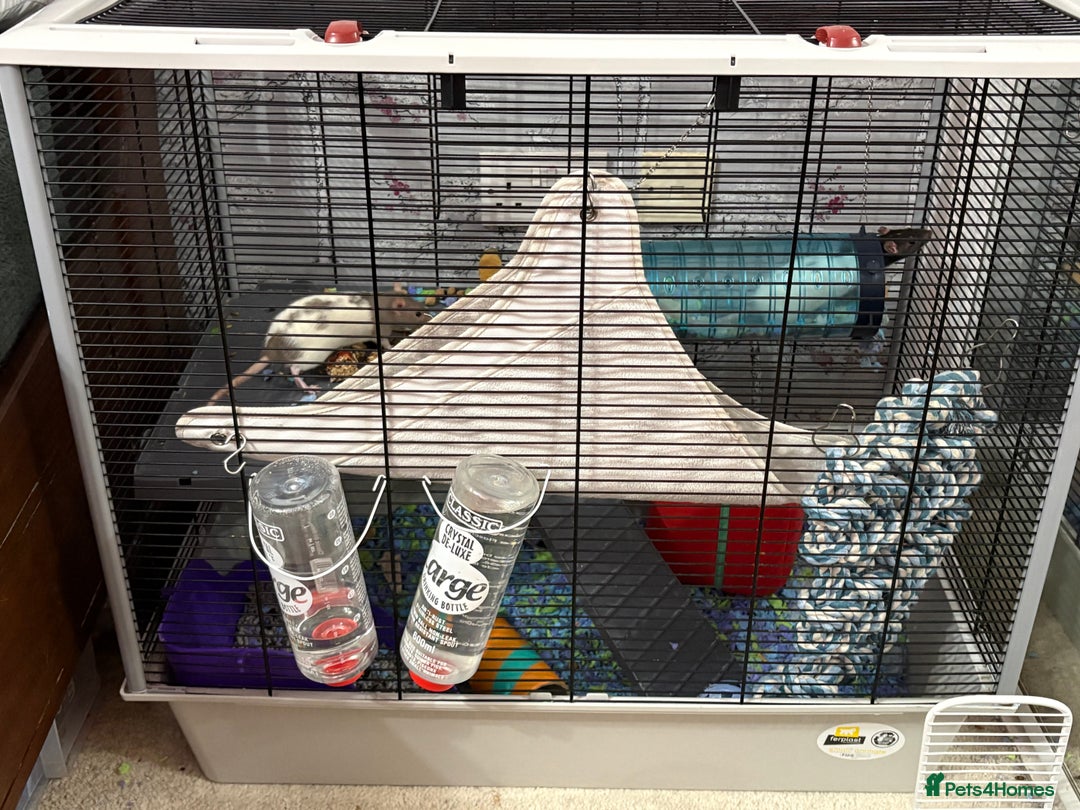 Rat rodents for sale: 2 female rats with cage and accessories  - Advert 7