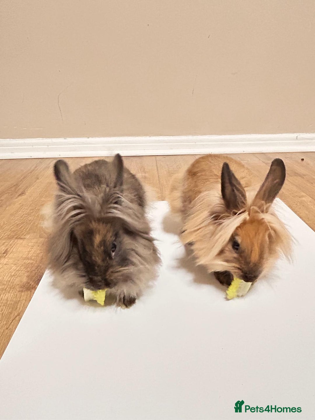 Lionhead rabbits for sale: Lovely brothers looking for new home - Advert 2