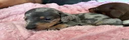 Miniature Dachshund dogs for sale: Beautiful miniature dachshund puppies  in St. Neots - Advert 6