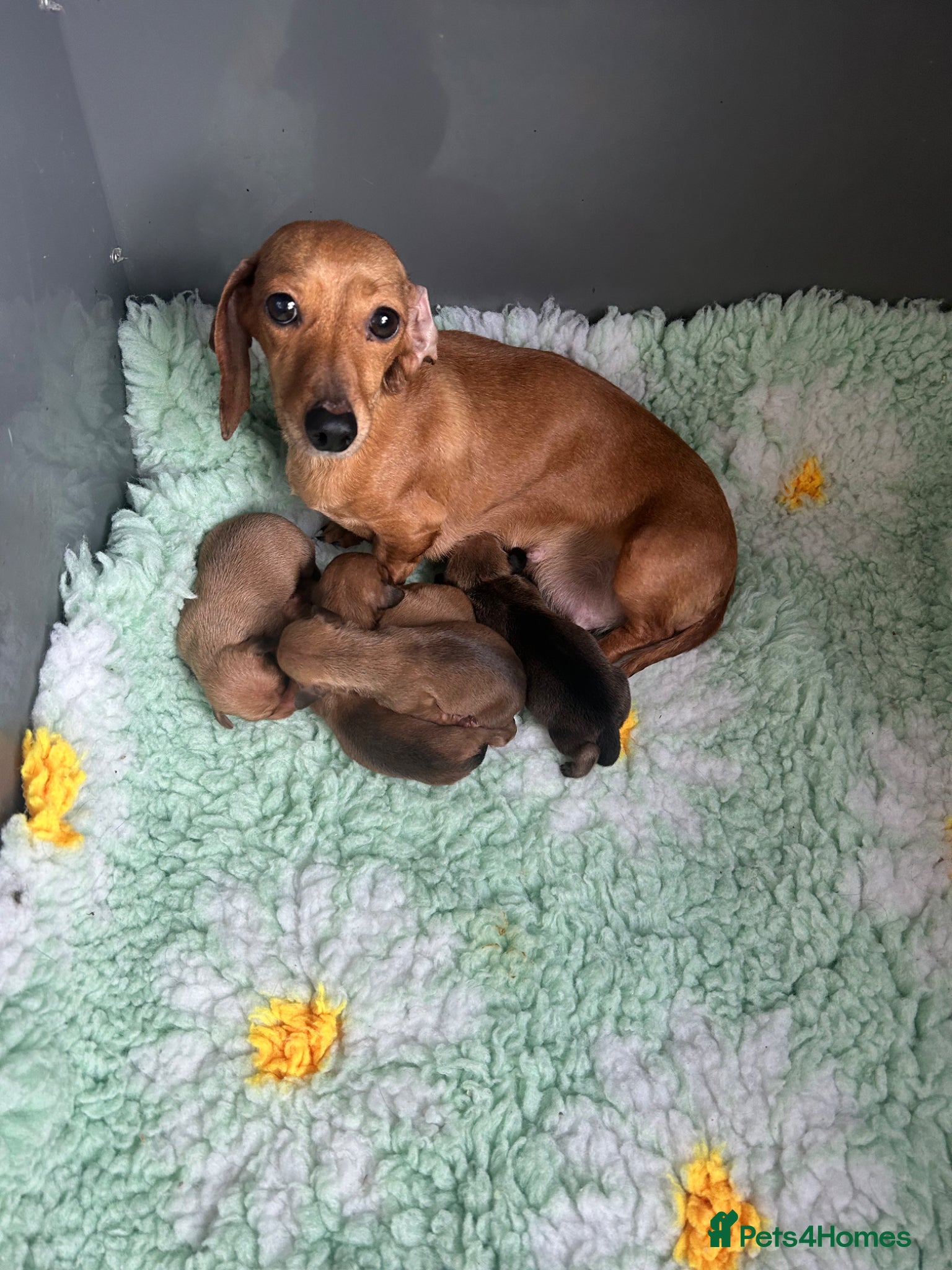 Miniature Dachshund dogs Miniature dachshund puppies 🐶 READY NOW - Advert 2