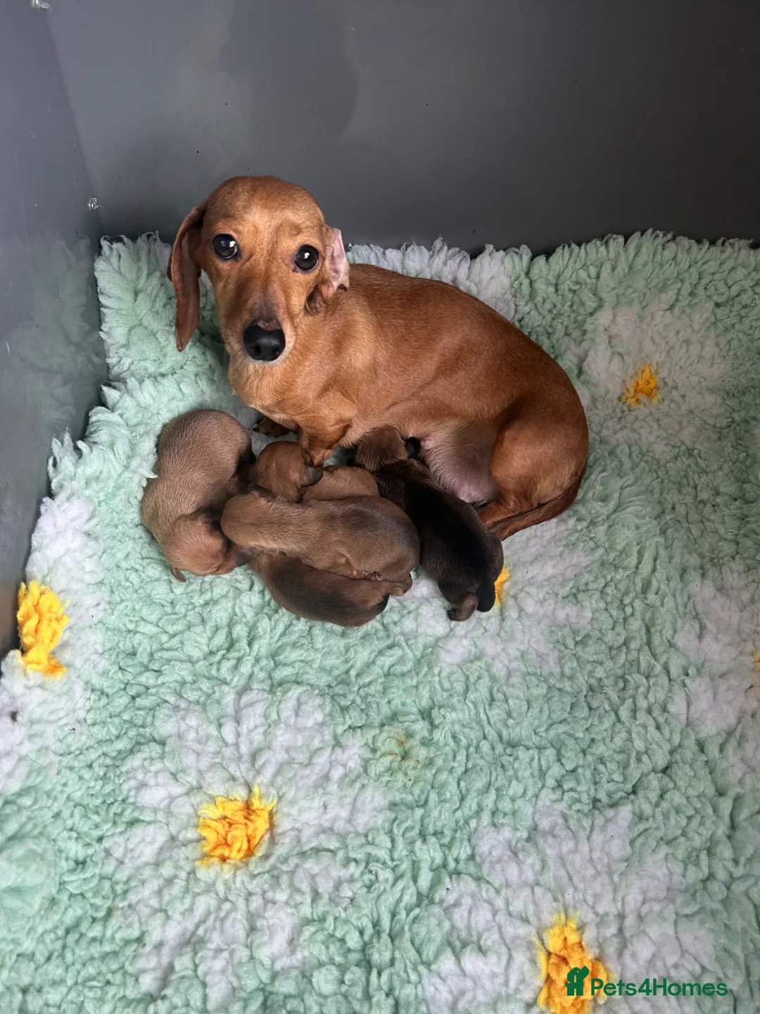 Miniature Dachshund dogs for sale: Miniature dachshund puppies 🐶 READY NOW - Advert 2