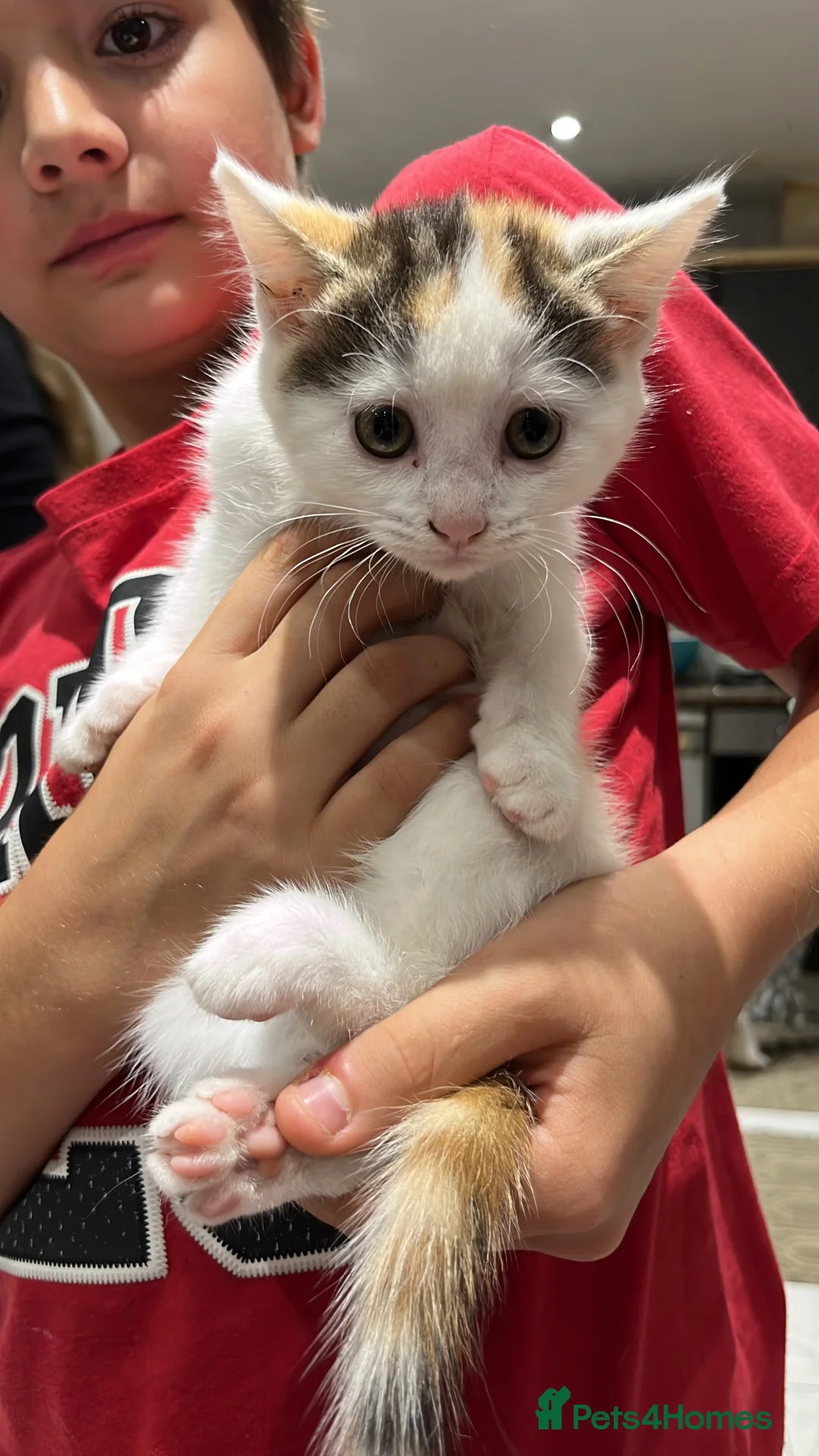 Mixed Breed cats for sale: Adorable kittens in need of a new home ☺️🥰 - Advert 2