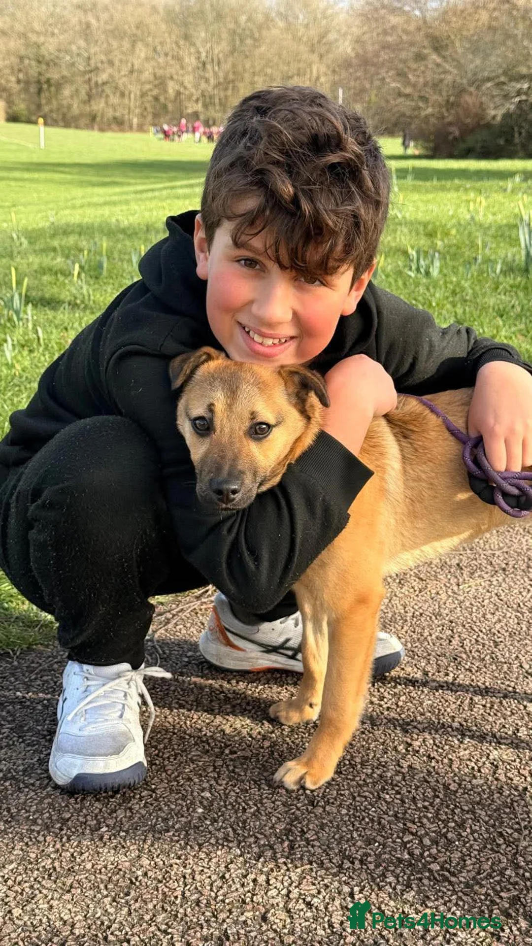 Mixed Breed dogs for adoption: JAN - MINI GOOFBALL - Advert 1