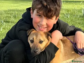 Mixed Breed dogs JAN - MINI GOOFBALL - Advert 1