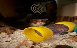 Hamster rodents for sale: ON HOLD Male hamster for adoption - Image 1