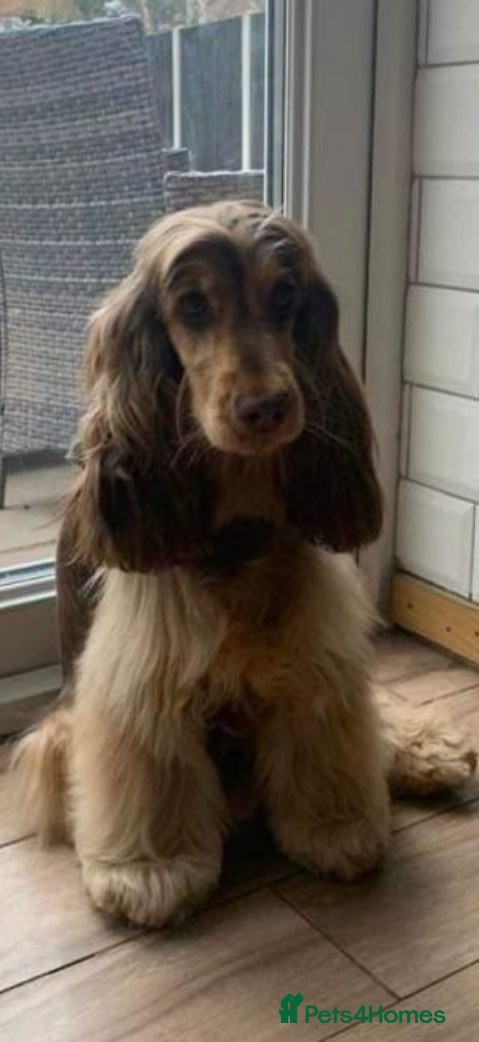 Cocker Spaniel dogs for sale: Golden & Chocolate Sable Show Cocker Puppies  in Doncaster - Advert 40