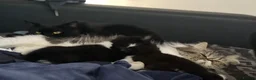 Persian cats for sale: Loving boy named Bueno - Advert 2