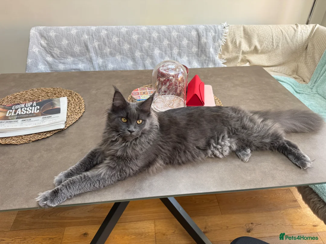 Mixed Breed cats for sale: Half Maine Coon  kittens  in Hove - Advert 1