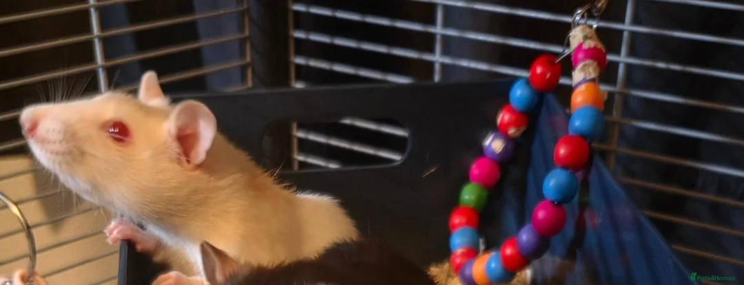 Rat rodents for sale: Two female rats cheddar and cheese  - Advert 1