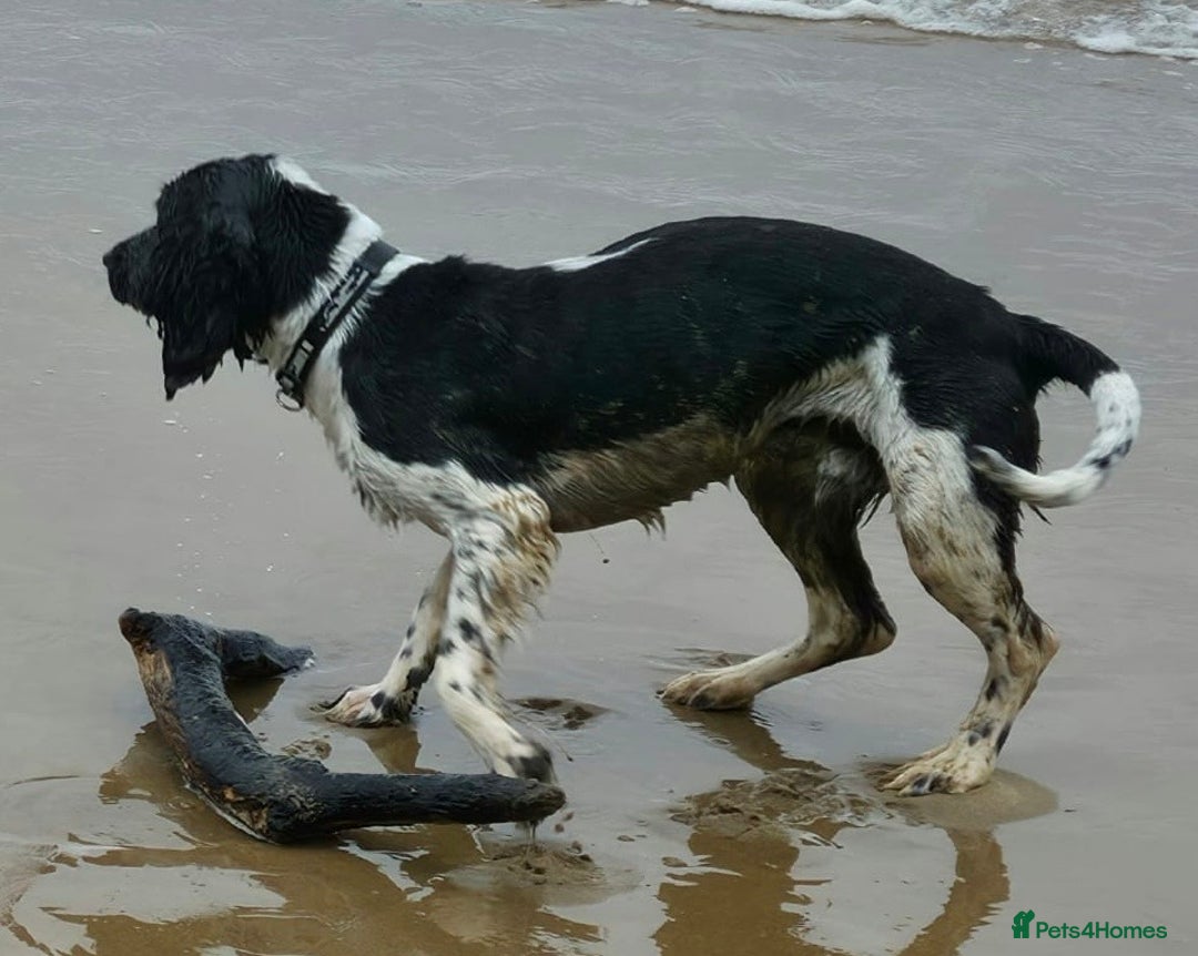 Sprocker dogs for sale: Spoker  - Image 7