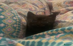 Brazilian Shorthair cats for sale: Adorable Kittens ready to go - Image 6